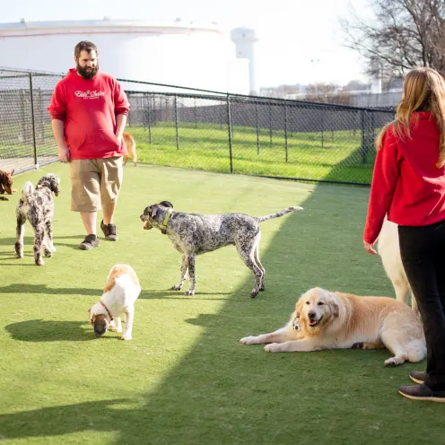 dogs playing with staff in yard at dog daycare